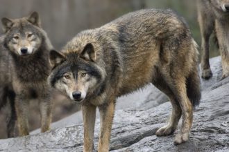 FILE - In this April 9, 2009 file photo, Swedish wolves at Skansen Zoo, in Stockholm. Sweden says its limited hunt of wolves is legal and claims the European Commission has misunderstood regulations surrounding killings of the canine mammal. Environment Minister Andreas Carlgren says this season's hunt quota of 20 wolves does not contravene EU directives protecting endangered species. Carlgren said Monday, March 28, 2011, that Sweden wants to strengthen the genetic stock of its wolves by importing animals from neighboring countries and that the restricted hunt is part of plans to increase acceptance of the predator among Swedes. (AP Photo/Jonas Ekstromer/Scanpix Sweden, File) SWEDEN OUT