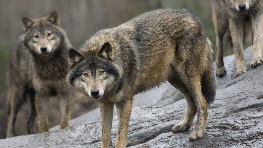 FILE - In this April 9, 2009 file photo, Swedish wolves at Skansen Zoo, in Stockholm. Sweden says its limited hunt of wolves is legal and claims the European Commission has misunderstood regulations surrounding killings of the canine mammal. Environment Minister Andreas Carlgren says this season's hunt quota of 20 wolves does not contravene EU directives protecting endangered species. Carlgren said Monday, March 28, 2011, that Sweden wants to strengthen the genetic stock of its wolves by importing animals from neighboring countries and that the restricted hunt is part of plans to increase acceptance of the predator among Swedes. (AP Photo/Jonas Ekstromer/Scanpix Sweden, File) SWEDEN OUT