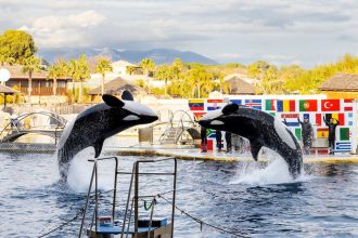 Two orcas perform as part of a show at Marineland Antibes.