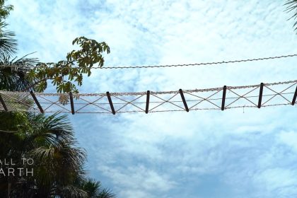 Brazilian biologist Fernanda Abra was recognized by the Whitley Fund for Nature for her pioneering work to build and monitor low-cost canopy bridges over Highway BR-174 in the Amazon rainforest, to protect tree-dwelling mammals from road vehicles.