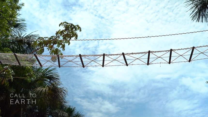 Brazilian biologist Fernanda Abra was recognized by the Whitley Fund for Nature for her pioneering work to build and monitor low-cost canopy bridges over Highway BR-174 in the Amazon rainforest, to protect tree-dwelling mammals from road vehicles.