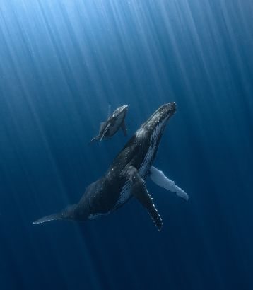 Alvaro Herrero was named overall winner for this image showing a mother humpback whale and her newborn calf.