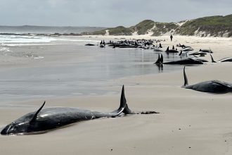 More than 150 whales were stranded in a remote area off the coast of the Australian state of Tasmania.