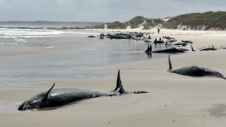 More than 150 whales were stranded in a remote area off the coast of the Australian state of Tasmania.