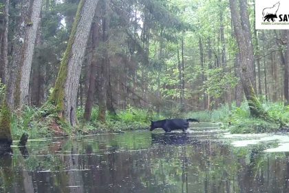 This image made from video provided by SAVE Wildlife Conservation Fund Poland shows a rare black wolf crossing a stream in a Polish forest last summer.