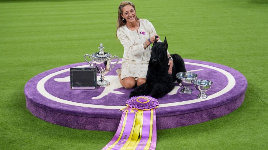 Handler Katie Bernardin and Monty, a Giant Schnauzer, celebrate after winning Best in Show in the 149th Westminster Kennel Club Dog Show.