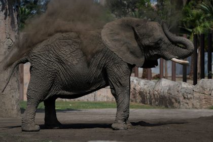 Ely pictured at the San Juan de Aragon Zoo in Mexico City on February 21.