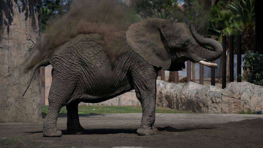 Ely pictured at the San Juan de Aragon Zoo in Mexico City on February 21.