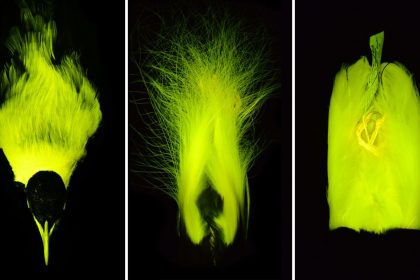 Some species of birds-of-paradise, which sport colorful, elaborate feathers, likely use biofluorescence to enhance visual cues during courtship displays and territorial disputes, according to a new study.