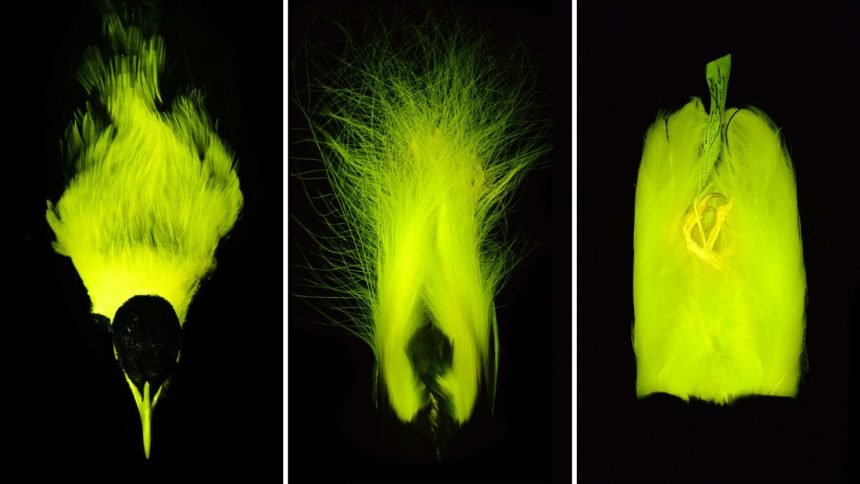 Some species of birds-of-paradise, which sport colorful, elaborate feathers, likely use biofluorescence to enhance visual cues during courtship displays and territorial disputes, according to a new study.