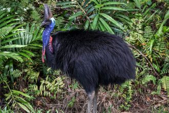 This picture taken on April 7, 2024, shows a cassowary in Etty Bay, Queensland.