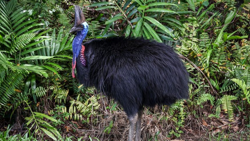 This picture taken on April 7, 2024, shows a cassowary in Etty Bay, Queensland.