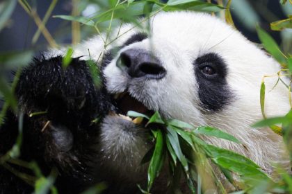 A panda named Qing Bao eats bamboo after spending the day playing, at the Smithsonian National Zoo in Washington.