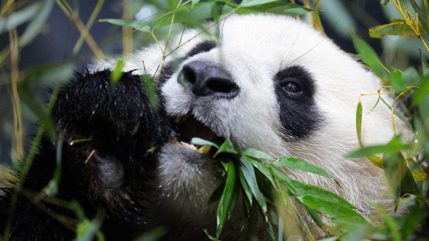 A panda named Qing Bao eats bamboo after spending the day playing, at the Smithsonian National Zoo in Washington.