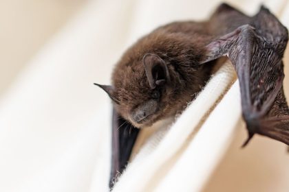 Scientists found a newly identified coronavirus in swabs taken from bats found in China.