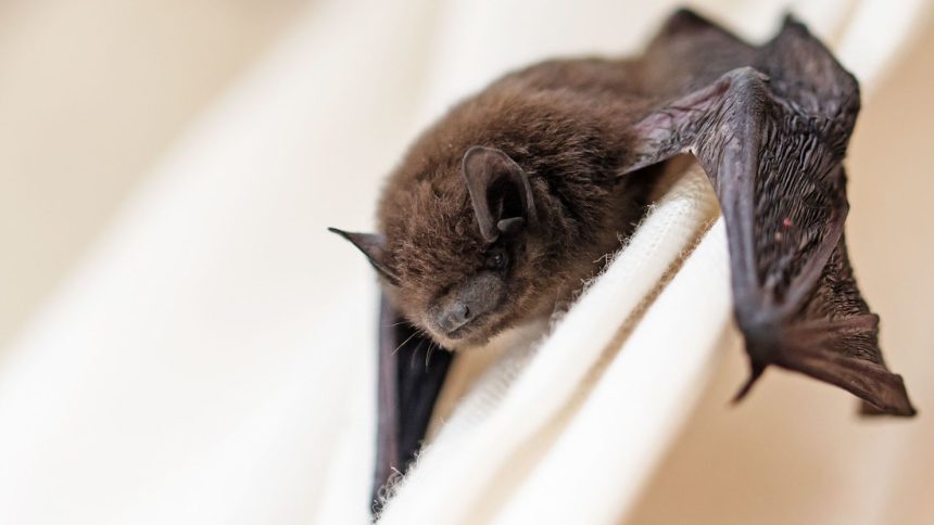 Scientists found a newly identified coronavirus in swabs taken from bats found in China.