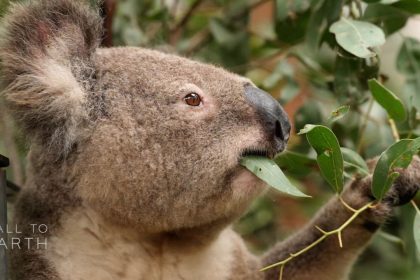 koala thumbnail 1.jpg