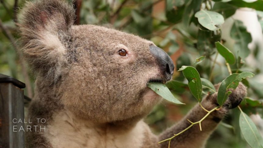 koala thumbnail 1.jpg