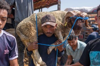 A sacrificial sheep is brought to a livestock market before Eid al-Adha in the industrial district of Rabat, Morocco, last year.