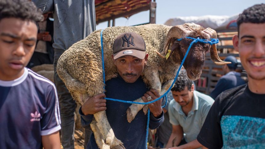 A sacrificial sheep is brought to a livestock market before Eid al-Adha in the industrial district of Rabat, Morocco, last year.