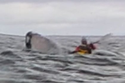 Whale Thumbnail 2.jpg