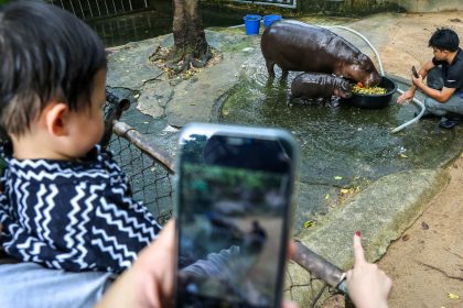 Moo Deng — pictured here when she was two months old — has brought international attention to a zoo near Bangkok.