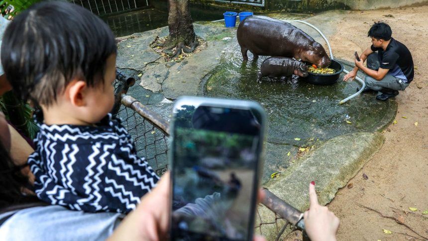 Moo Deng — pictured here when she was two months old — has brought international attention to a zoo near Bangkok.