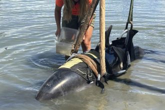 The dolphin is tended to at Waitangi, New Zealand, after it was removed from the fishing boat it had jumped into.