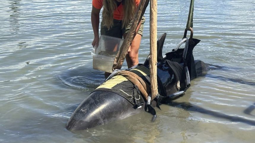 The dolphin is tended to at Waitangi, New Zealand, after it was removed from the fishing boat it had jumped into.