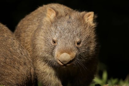 Wombats are not vicious creatures but their strong claws could cause serious damage to human skin.