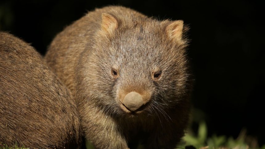 Wombats are not vicious creatures but their strong claws could cause serious damage to human skin.