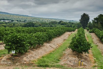 An orchard at the Blydevallei Boerdery citrus farm and Canyoun Packers packhouse outside Hoedspruit, South Africa, on April 9, 2024.