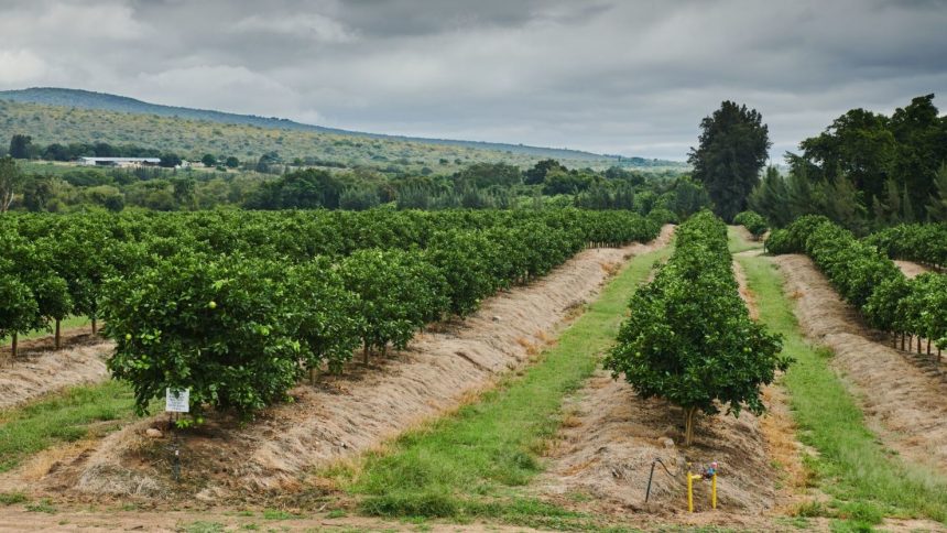 An orchard at the Blydevallei Boerdery citrus farm and Canyoun Packers packhouse outside Hoedspruit, South Africa, on April 9, 2024.