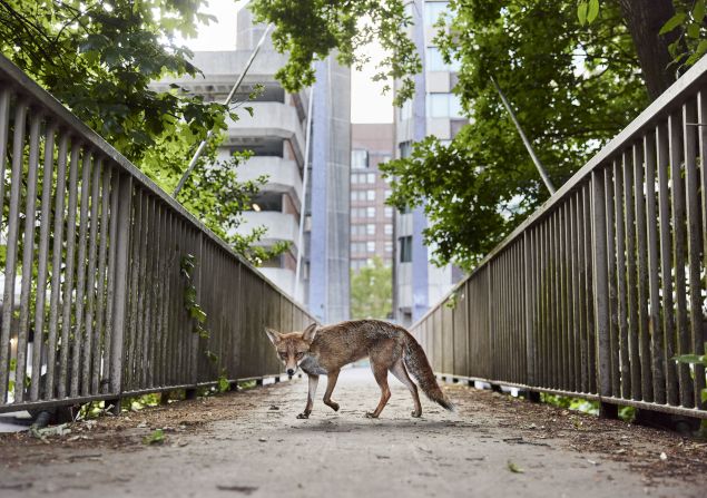 A photo of a fox on a path in Bristol, England, was crowned the overall winner of this year's British Wildlife Photography Awards.