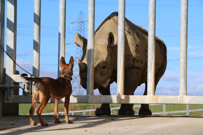 Dogs4Wildlife’s canine breeding and training program aims to help tackle poaching across southern Africa. Scroll through the gallery to see more.