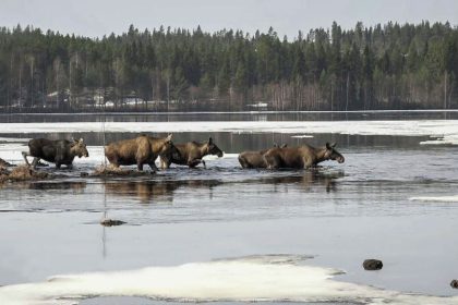 Moose in Junsele, Sweden during preparations for the livestream "The Great Moose Migration."