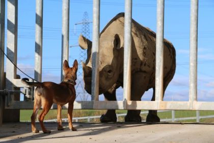 Dogs4Wildlife’s canine breeding and training program aims to help tackle poaching across southern Africa. Scroll through the gallery to see more.