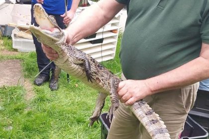 The 4-foot long caiman was found during a drugs and weapons raid.
