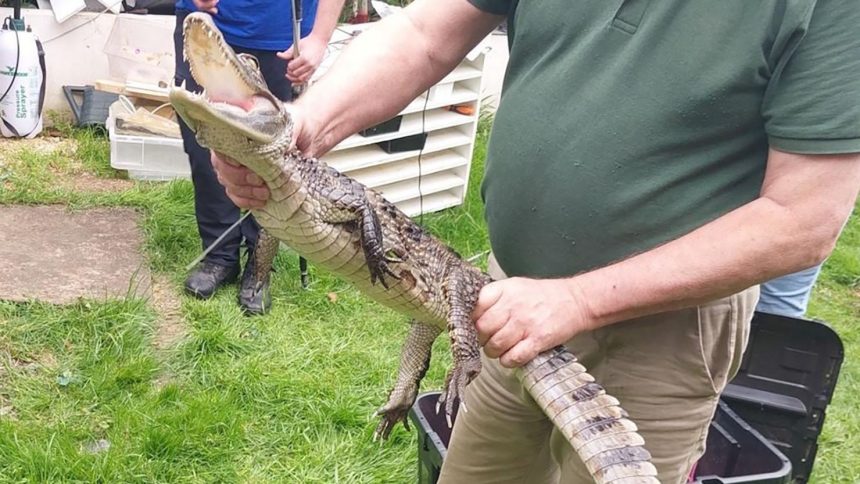 The 4-foot long caiman was found during a drugs and weapons raid.