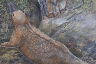 An artist’s impression depicts Kryoryctes at Dinosaur Cove in Australia. New research supports the hypothesis that Kryoryctes is a common ancestor of both the platypus and echidna.