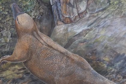 An artist’s impression depicts Kryoryctes at Dinosaur Cove in Australia. New research supports the hypothesis that Kryoryctes is a common ancestor of both the platypus and echidna.