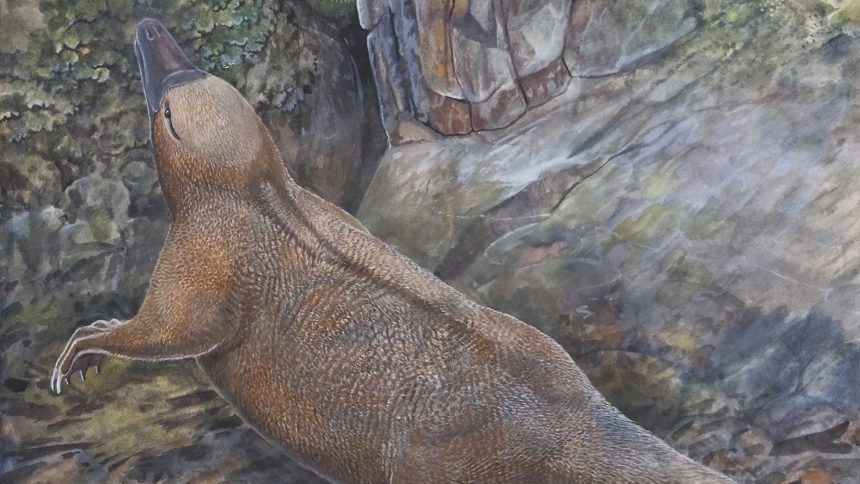 An artist’s impression depicts Kryoryctes at Dinosaur Cove in Australia. New research supports the hypothesis that Kryoryctes is a common ancestor of both the platypus and echidna.