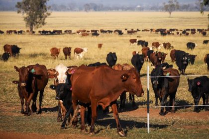 Cows walk through a field during a cattle drive at a farm in Gunnedah, New South Wales, Australia, on Thursday, May 28, 2020. A growing number of Australia's primary producers are mulling the potential for a further tightening of restrictions on Australia's agricultural exports by China. Two thirds of Australias farm production is exported, with almost one third of this, 28%, going to China, including 18% of Australia's total beef production, according to Australia's National Farmers' Federation. Photographer: David Gray/Bloomberg via Getty Images