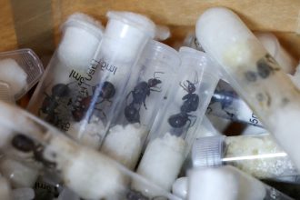 Samples of garden ants concealed in syringes were shown at the Jomo Kenyatta International Airport Law Courts, in Nairobi, Kenya, on Tuesday.