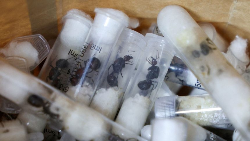 Samples of garden ants concealed in syringes were shown at the Jomo Kenyatta International Airport Law Courts, in Nairobi, Kenya, on Tuesday.