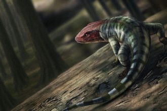 An artist's illustration depicts what the primitive reptile may have looked like 356 million years ago.