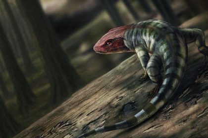 An artist's illustration depicts what the primitive reptile may have looked like 356 million years ago.