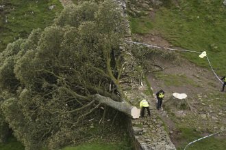 Police officers looking at the remains of the tree at Sycamore Gap, next to Hadrian's Wall, in Northumberland, in September 2023.