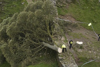 Police officers looking at the remains of the tree at Sycamore Gap, next to Hadrian's Wall, in Northumberland, in September 2023.
