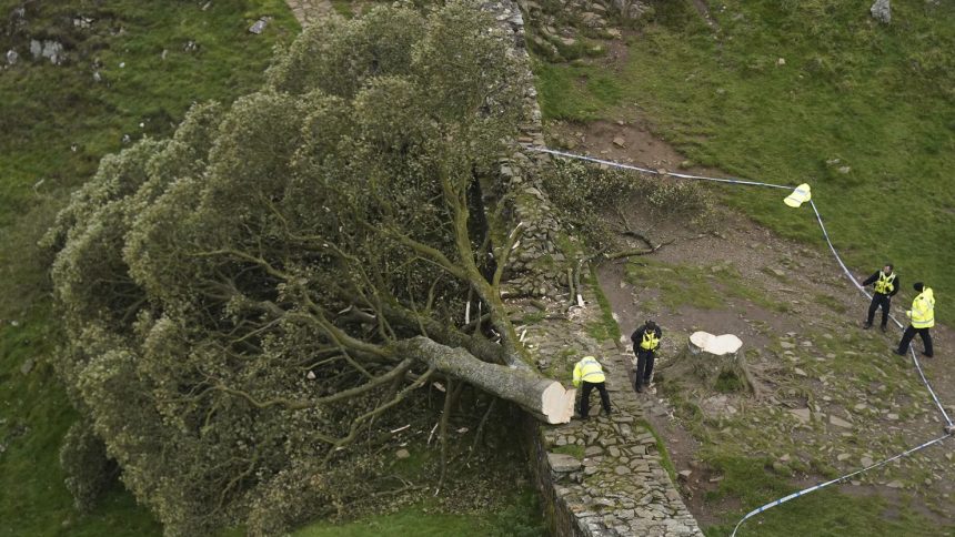 Police officers looking at the remains of the tree at Sycamore Gap, next to Hadrian's Wall, in Northumberland, in September 2023.